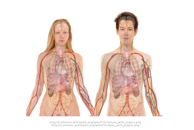 anatomie ženy a muže
